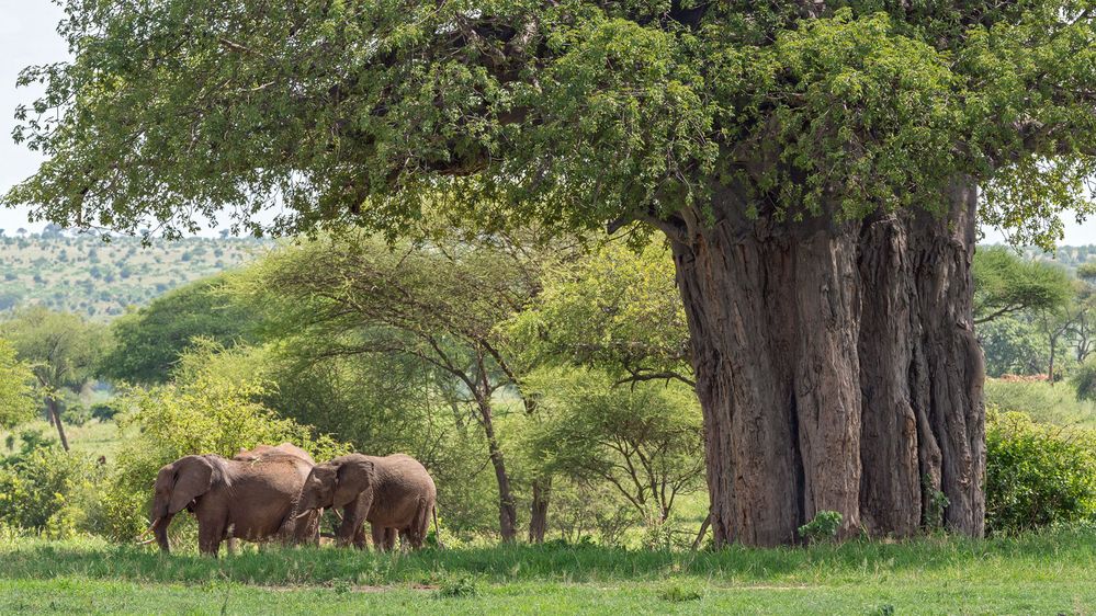 neben einem solchen Baobab