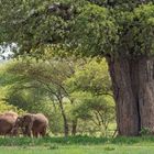 neben einem solchen Baobab