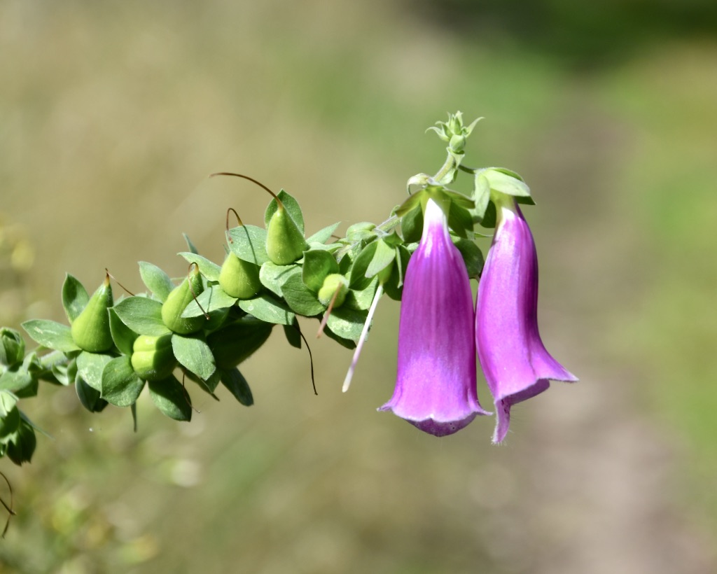 Neben einem Waldweg zur Tellkoppe…