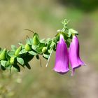 Neben einem Waldweg zur Tellkoppe…