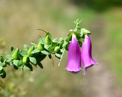 Neben einem Waldweg zur Tellkoppe…