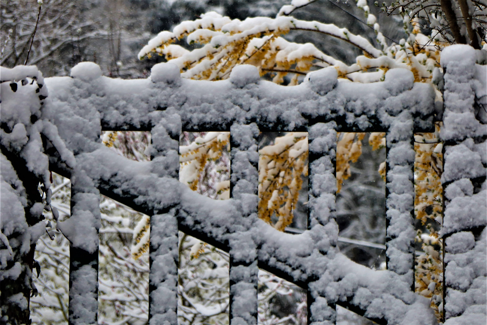  neben und auf erblühten Forsythienzweigen der Schnee