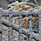  neben und auf erblühten Forsythienzweigen der Schnee