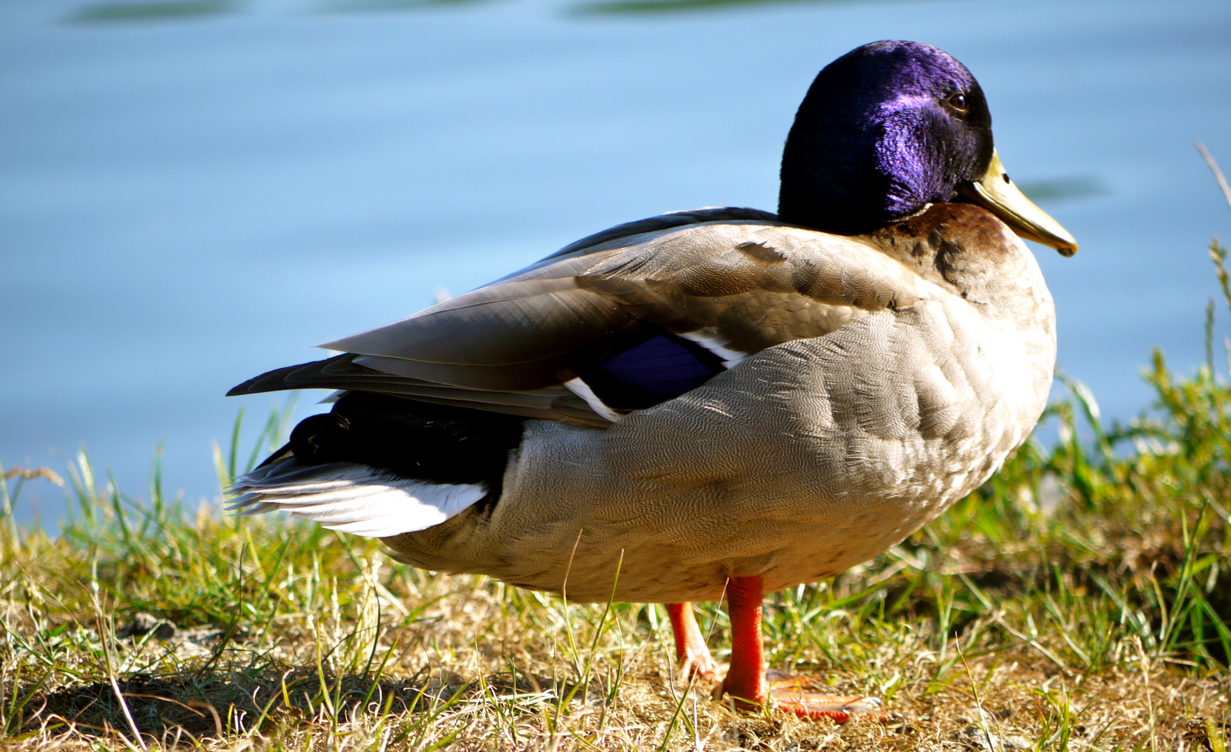 Nebenan am See...