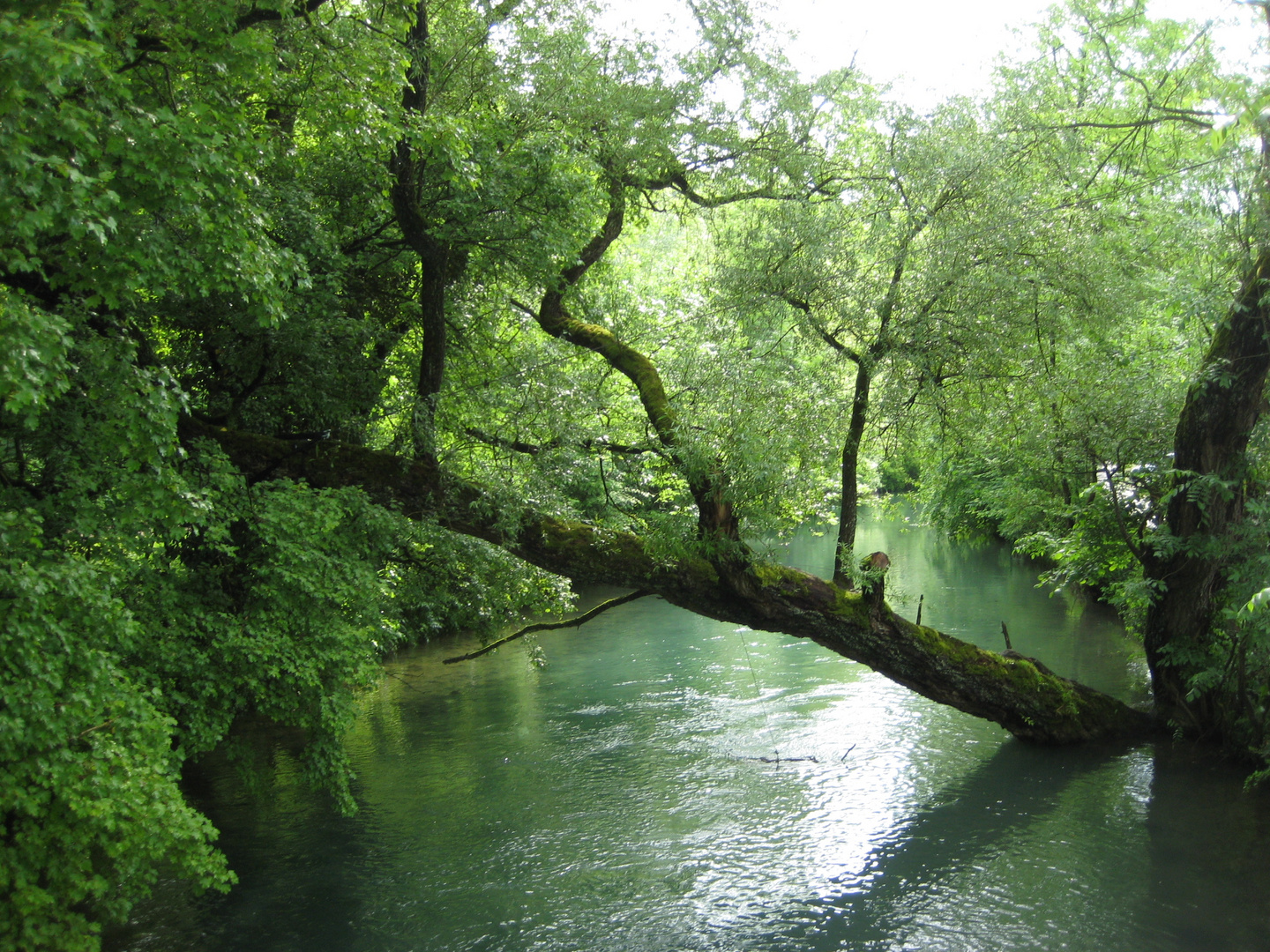 Nebenarm der Donau. D