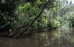 Nebenarm des Rio Napo (Amazonas)