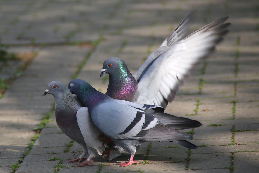 Nebenbuhler unerwünscht