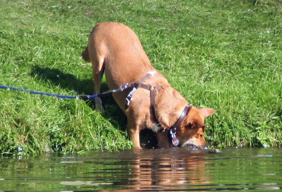 Nebenbuhler werden nicht geduldet, auch nicht im Wasser!