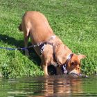 Nebenbuhler werden nicht geduldet, auch nicht im Wasser!