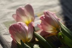 Nebenschauplatz eines Tulpenshootings