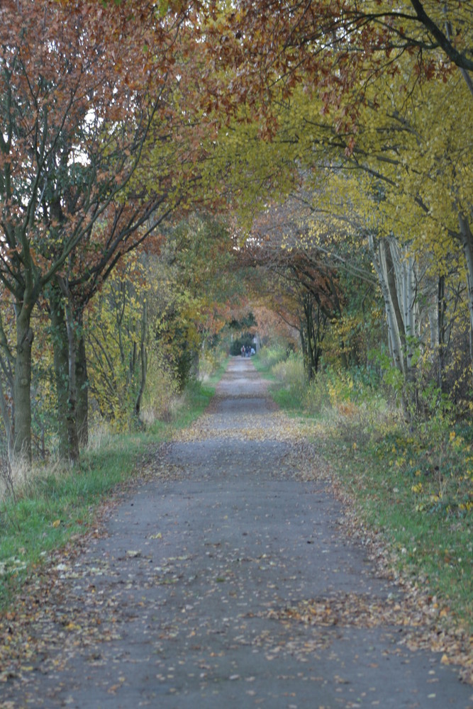 Nebenwege in Kaltenweide