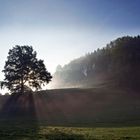 Neblige Herbststimmung (dieses Bild widme ich Steve Lee, Sänger der Rockgruppe Gotthard)