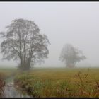 neblige Herbststimmung