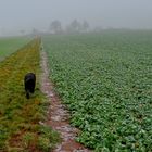 neblige Landschaft, 2 (paisaje nebuloso, 2)