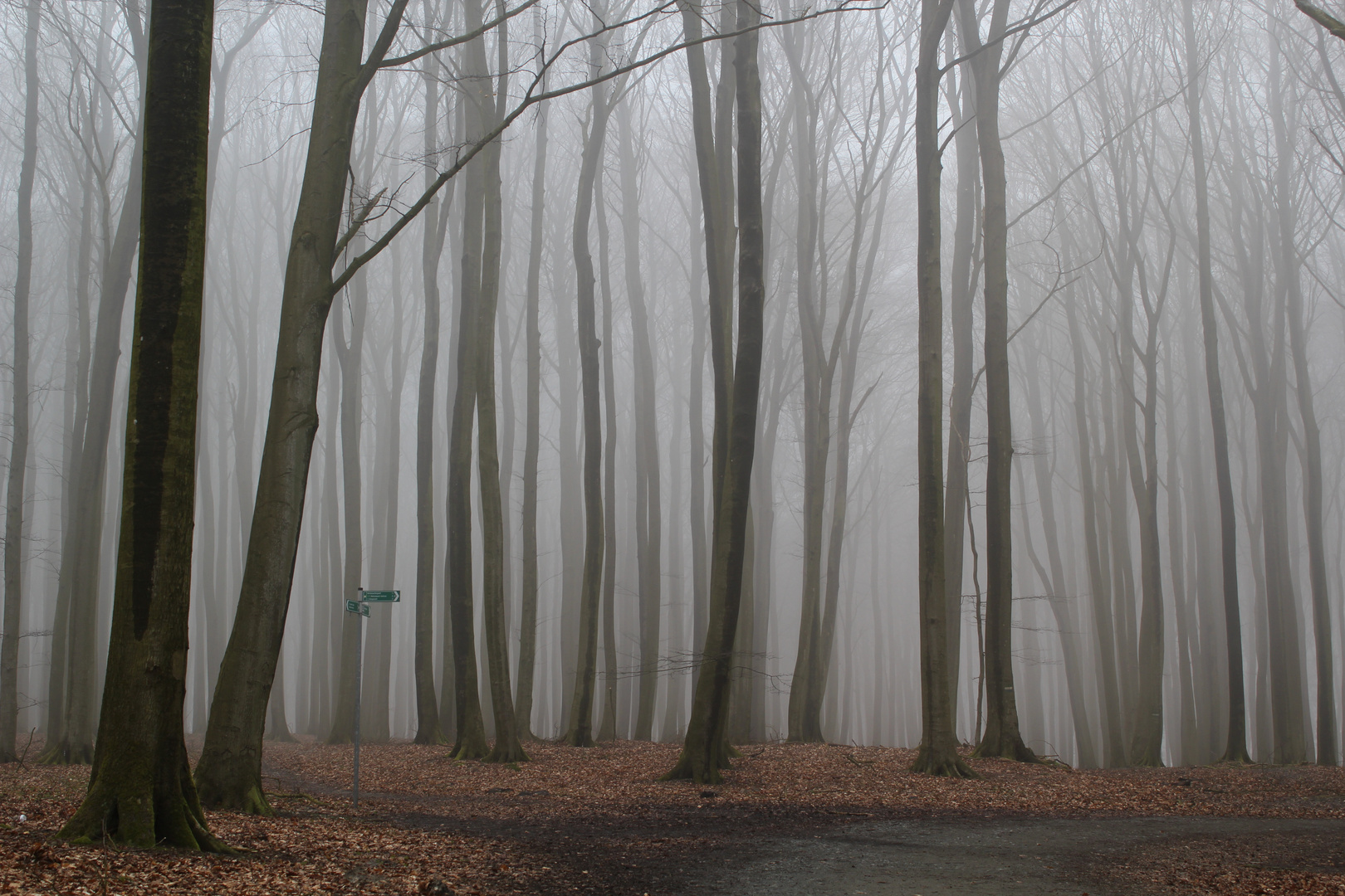 Nebliger Buchenwald