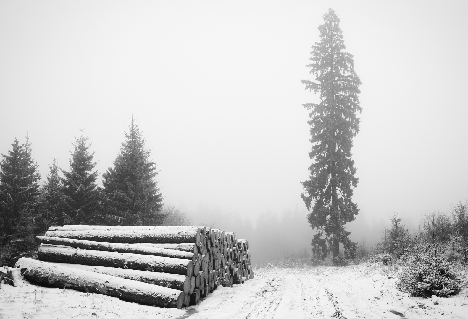 nebliger Harz