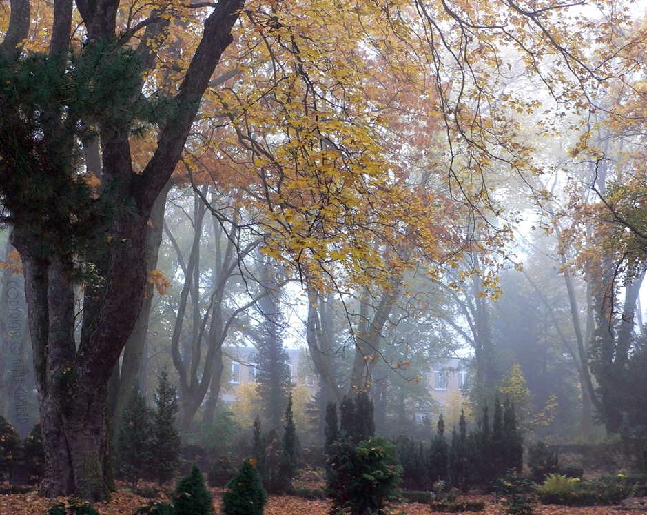 nebliger Herbst