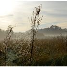 nebliger Herbstmorgen