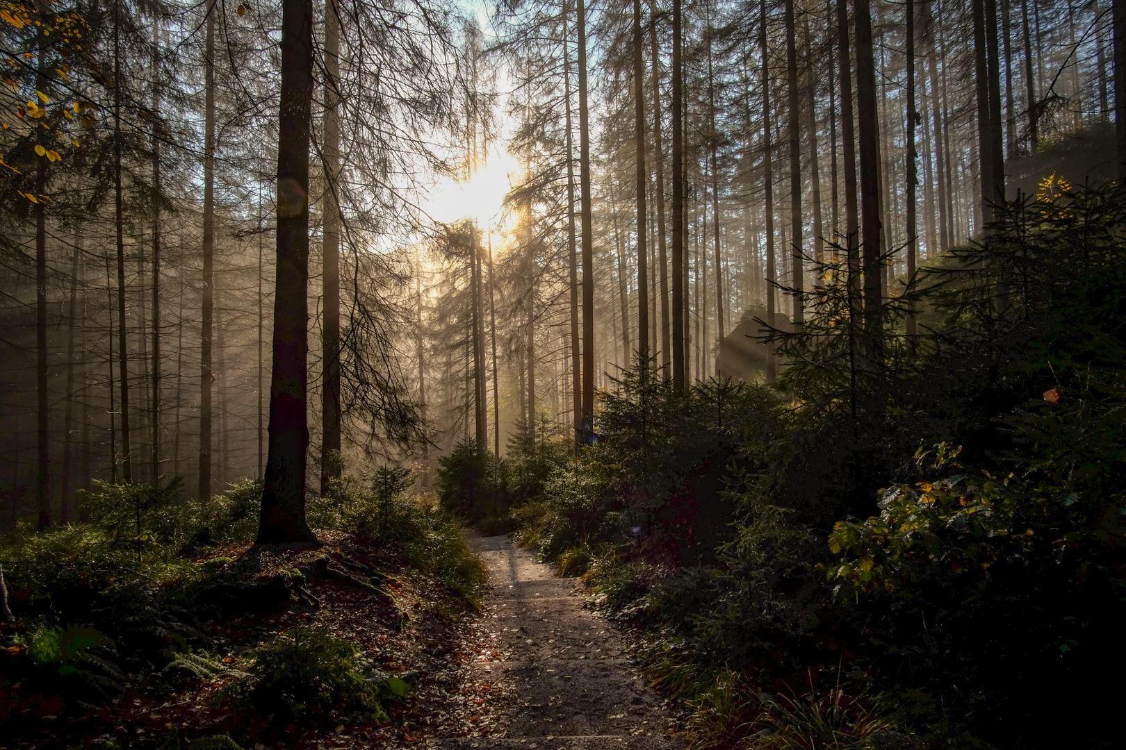 nebliger Herbstmorgen in der sächsischen Schweiz