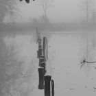 Nebliger Morgen am Salinensee...