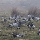 Nebliger Morgen auf Amrum