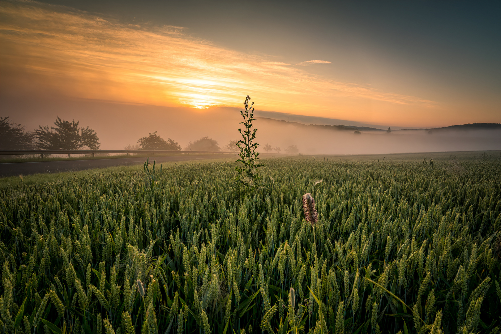 Nebliger Morgen