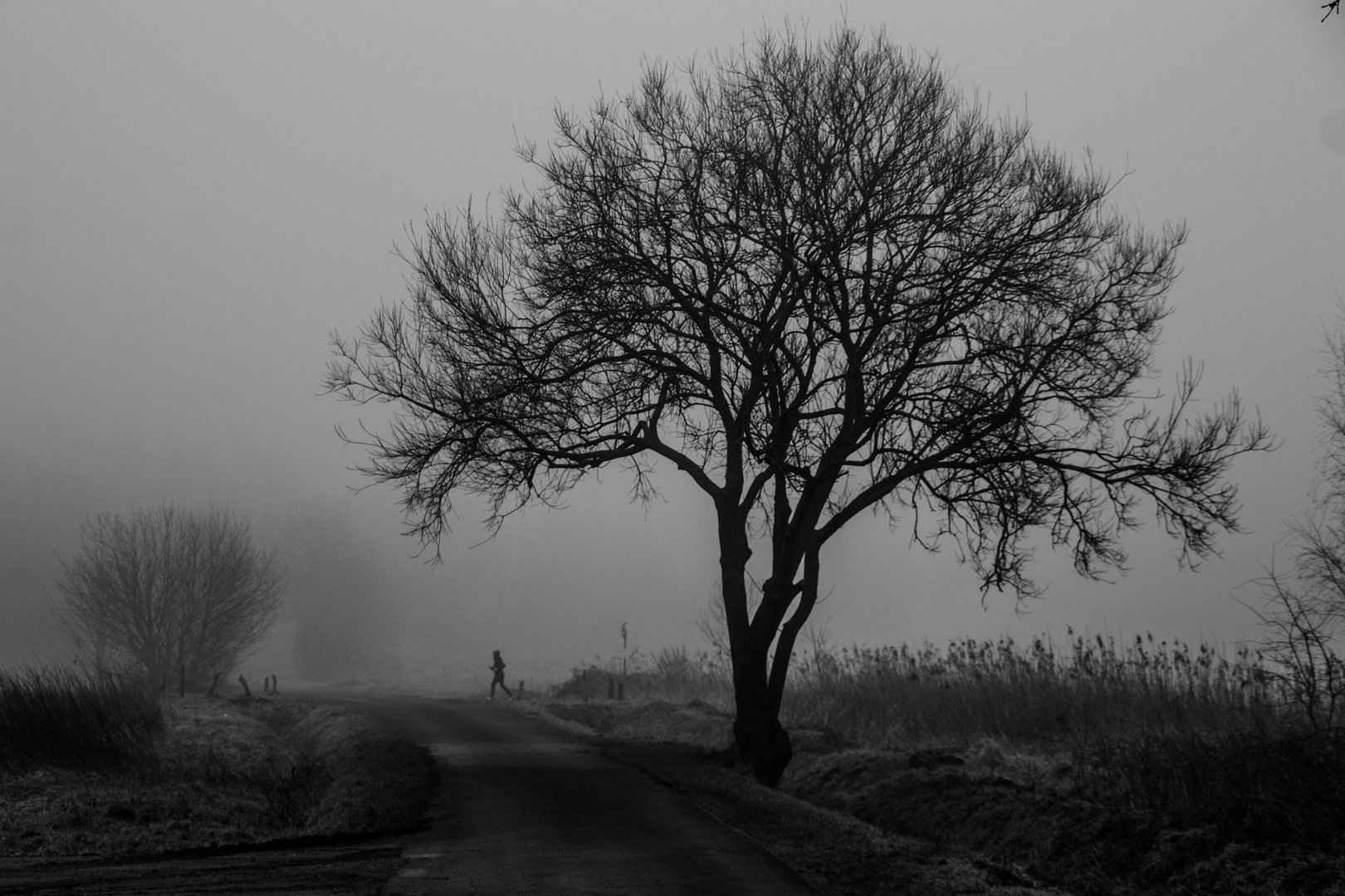 Nebliger Morgen im Westerhammrich