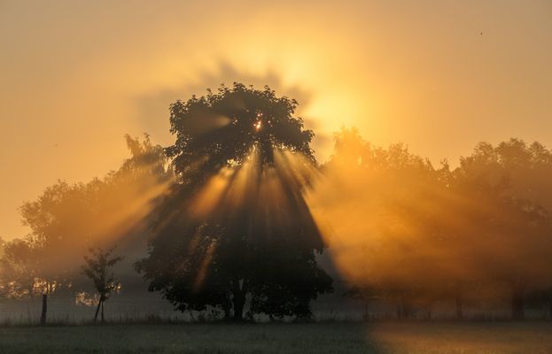 Nebliger Morgen in den Rieselfeldern