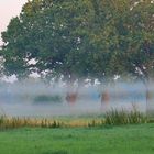 nebliger Morgen in den Rieselfeldern