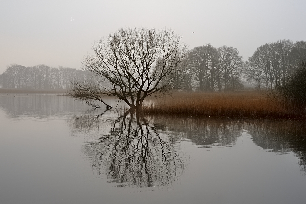 Nebliger Morgen in der Elbtalaue