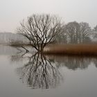 Nebliger Morgen in der Elbtalaue