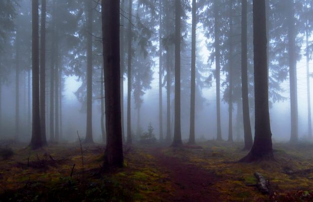 Nebliger Pfad im dunklen Fichtengeäst