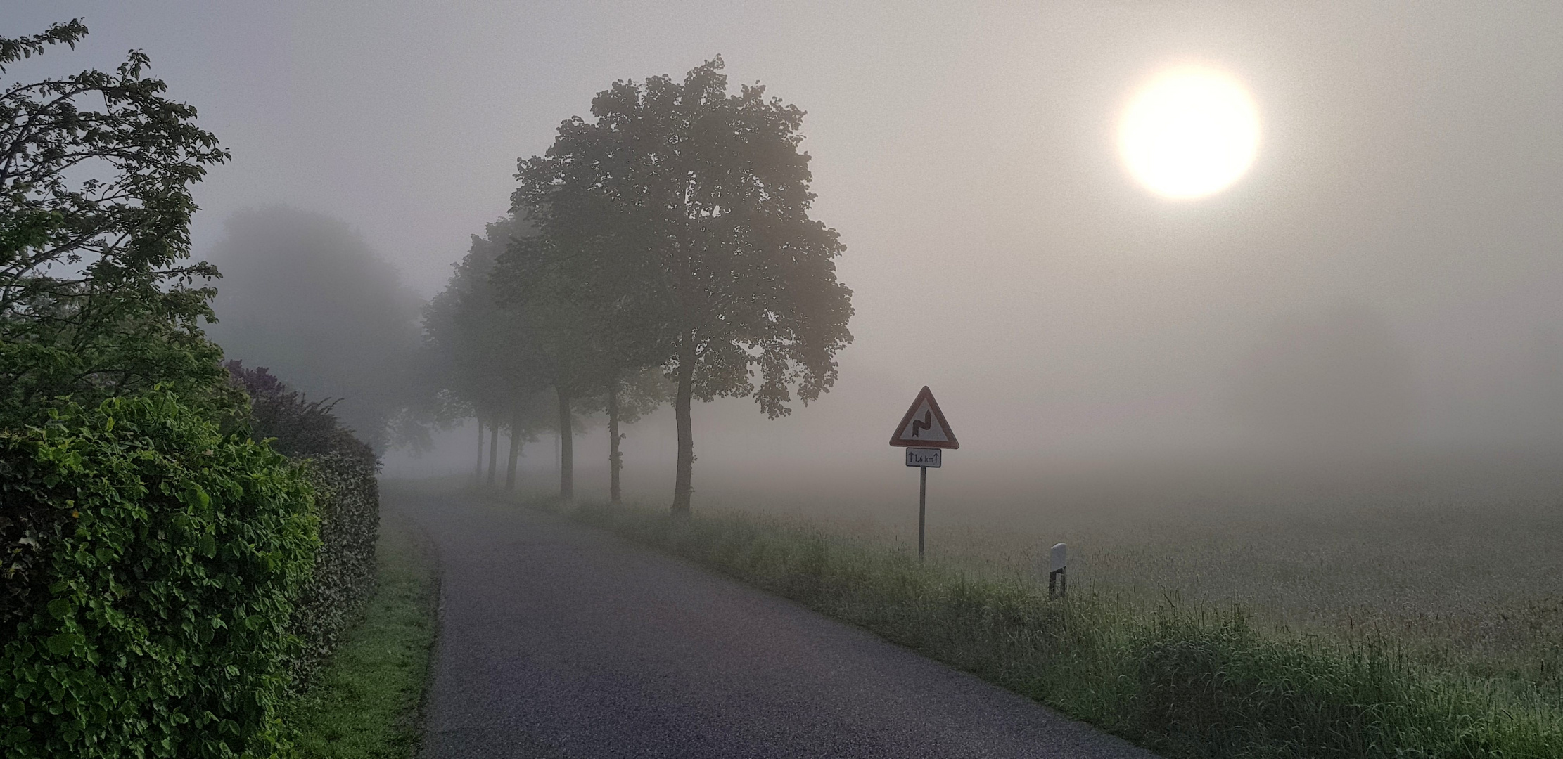 Nebliger Sommermorgen  III