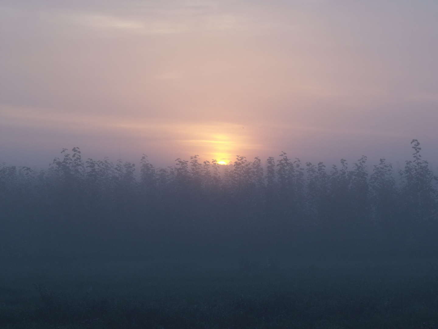 Nebliger Sonnenaufgang