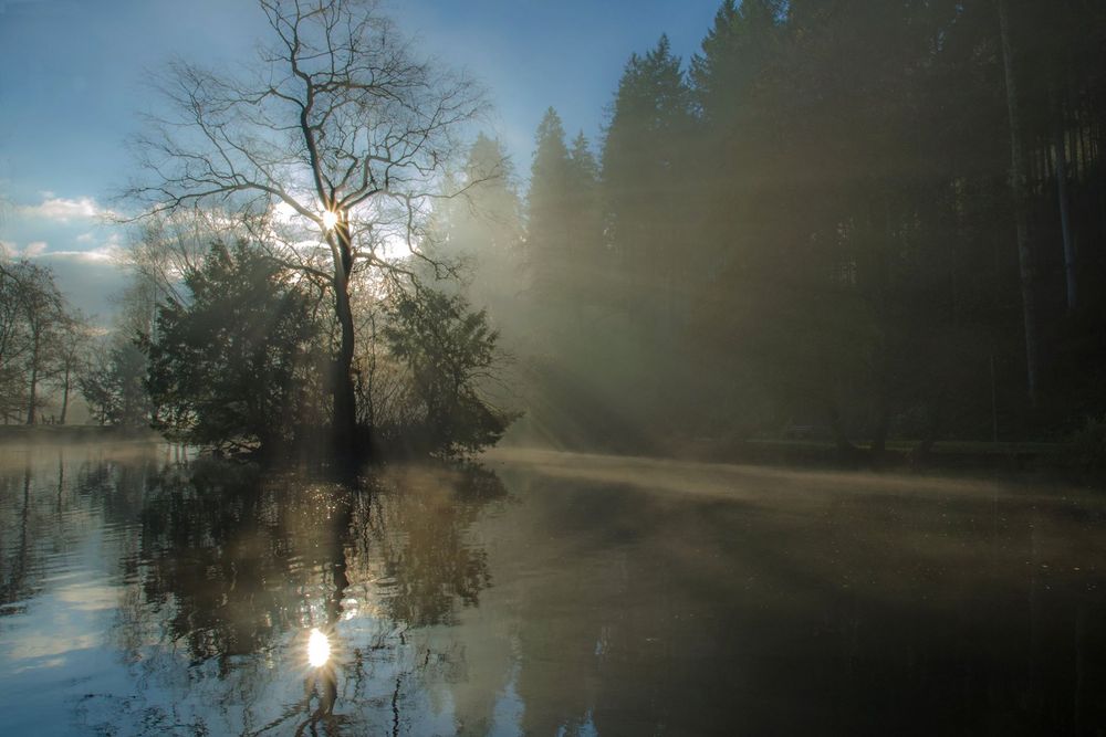 Nebliger Sonnenaufgang am Waldsee