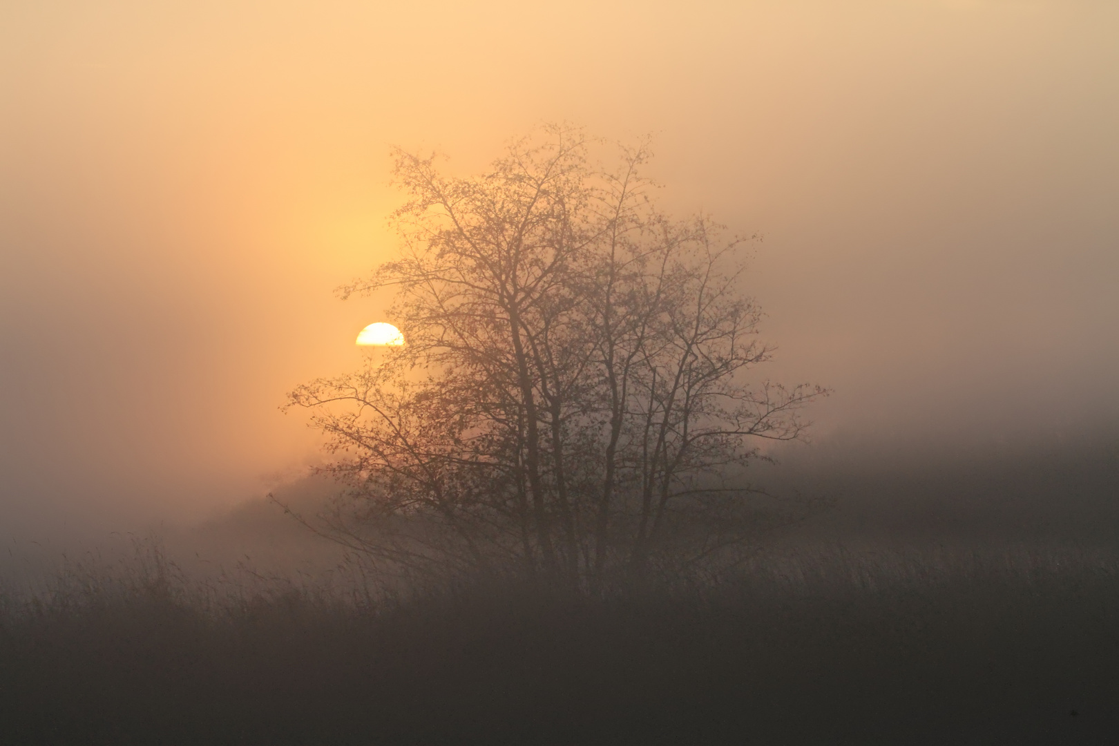 nebliger Sonnenaufgang