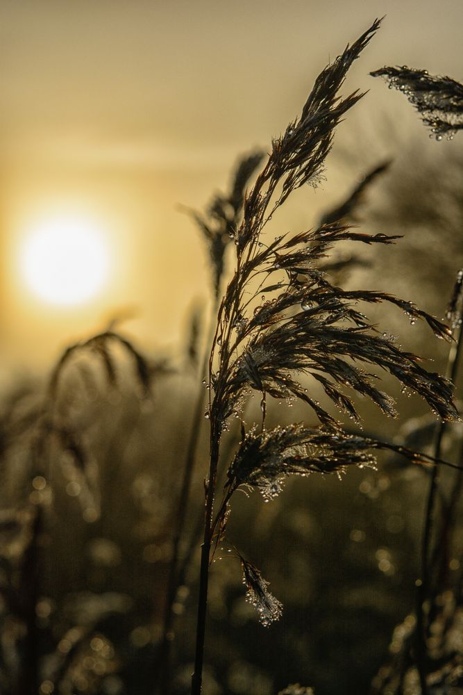 Nebliger Sonnenaufgang im Frost