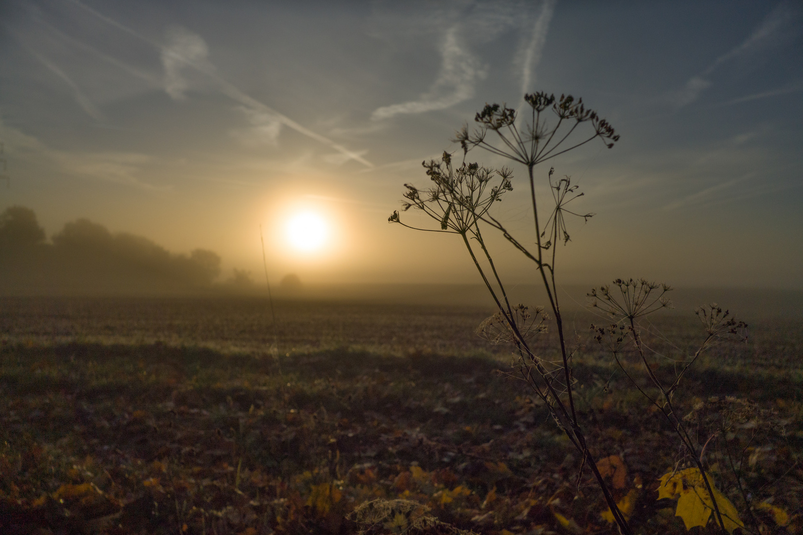 nebliger sonnenaufgang im herbst