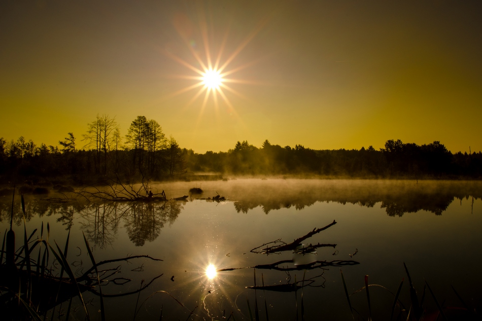 Nebliger Sonnenaufgang im Schwenninger Moos