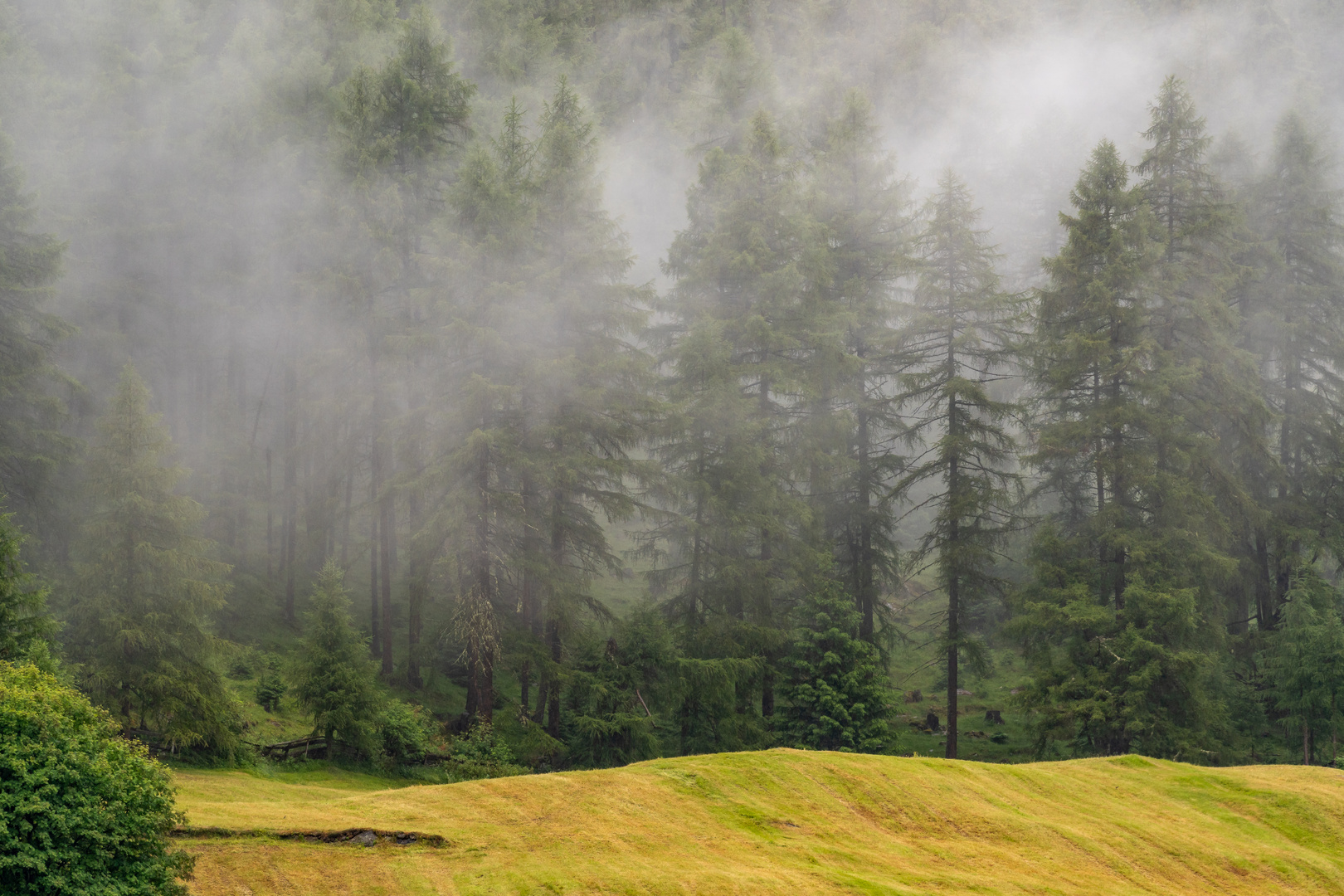 Nebliger Wald