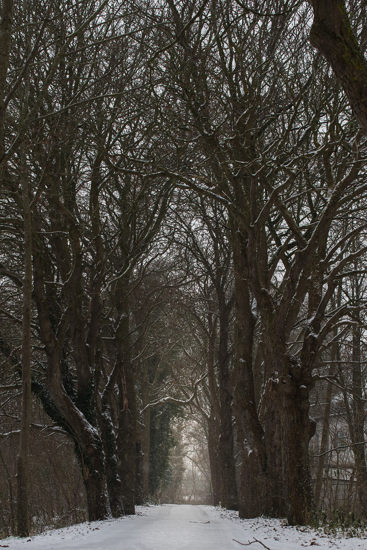 Nebliger Wintertag am Bodden