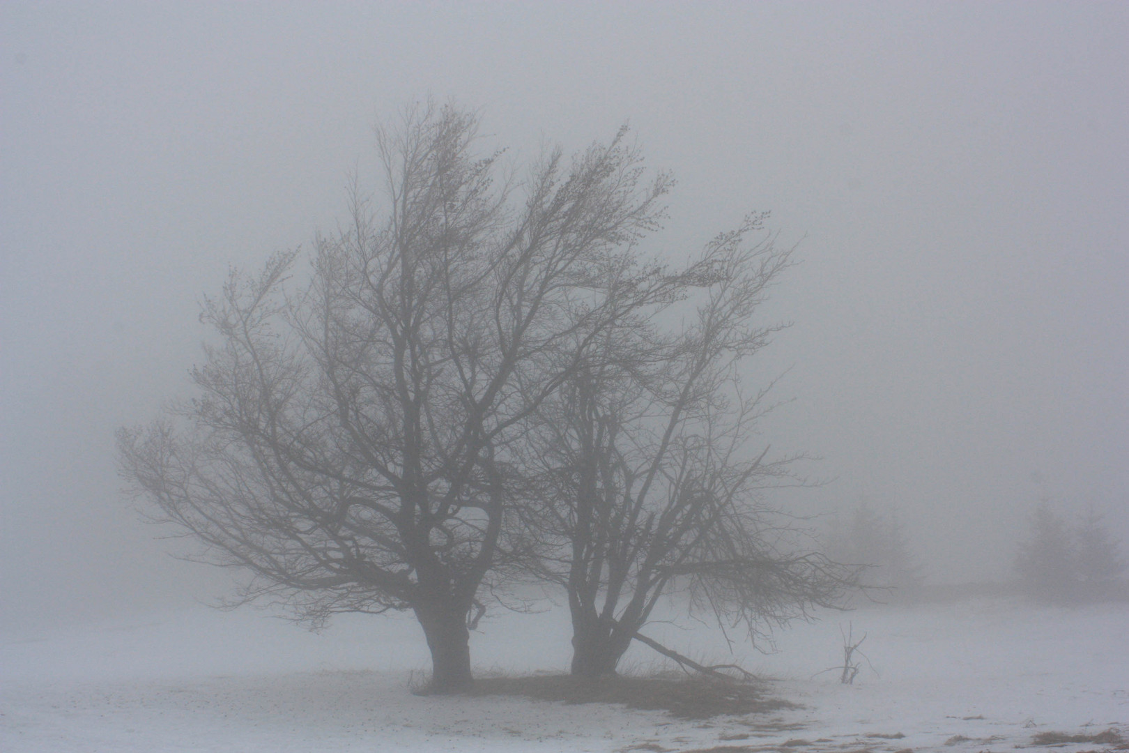 Nebliger Wintertag im Thüringer Wald