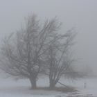 Nebliger Wintertag im Thüringer Wald