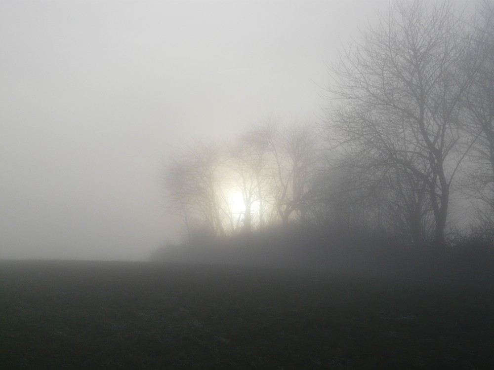 nebliges Gestrüpp im Gegenlicht