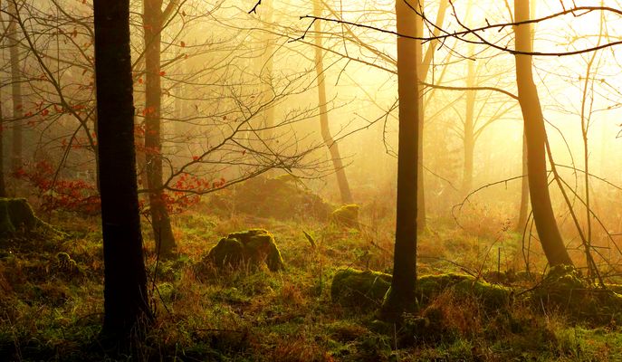 Nebliges Leuchten durchs Geäst