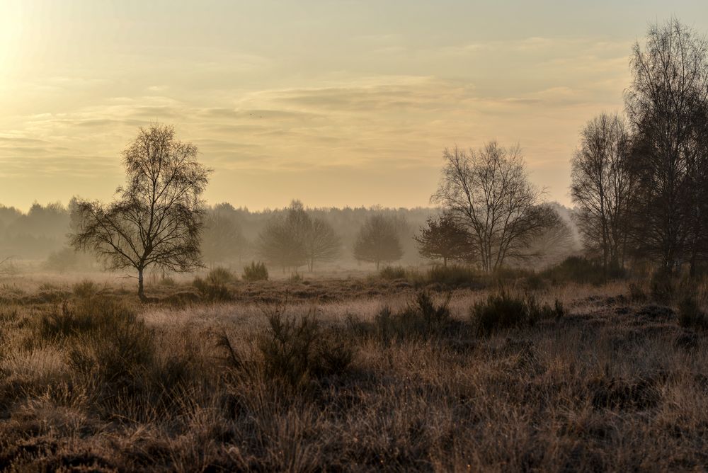 Nebliges Morgenlicht