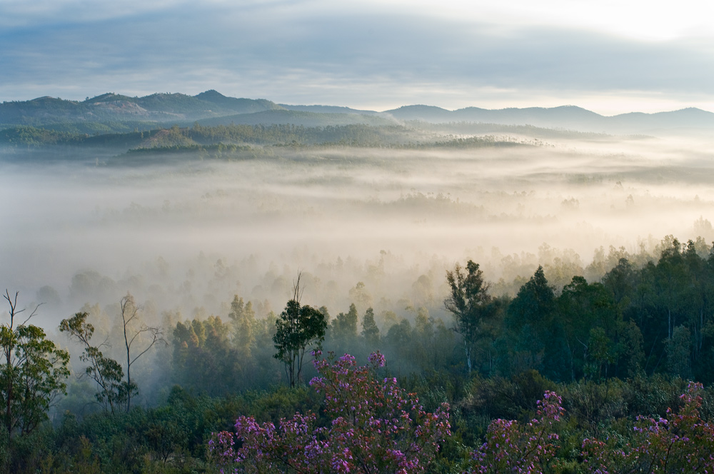 Neblina