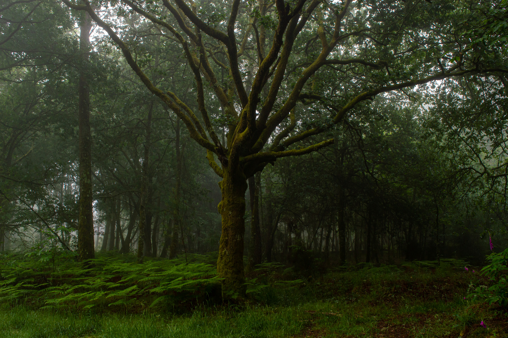 Néboa no bosque 