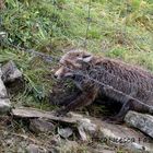 Nebrodi-Parco Regionale.Qui la natura è protetta.Cappio alla volpe!