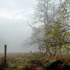 Nebulöse Lichtung am Friedwald